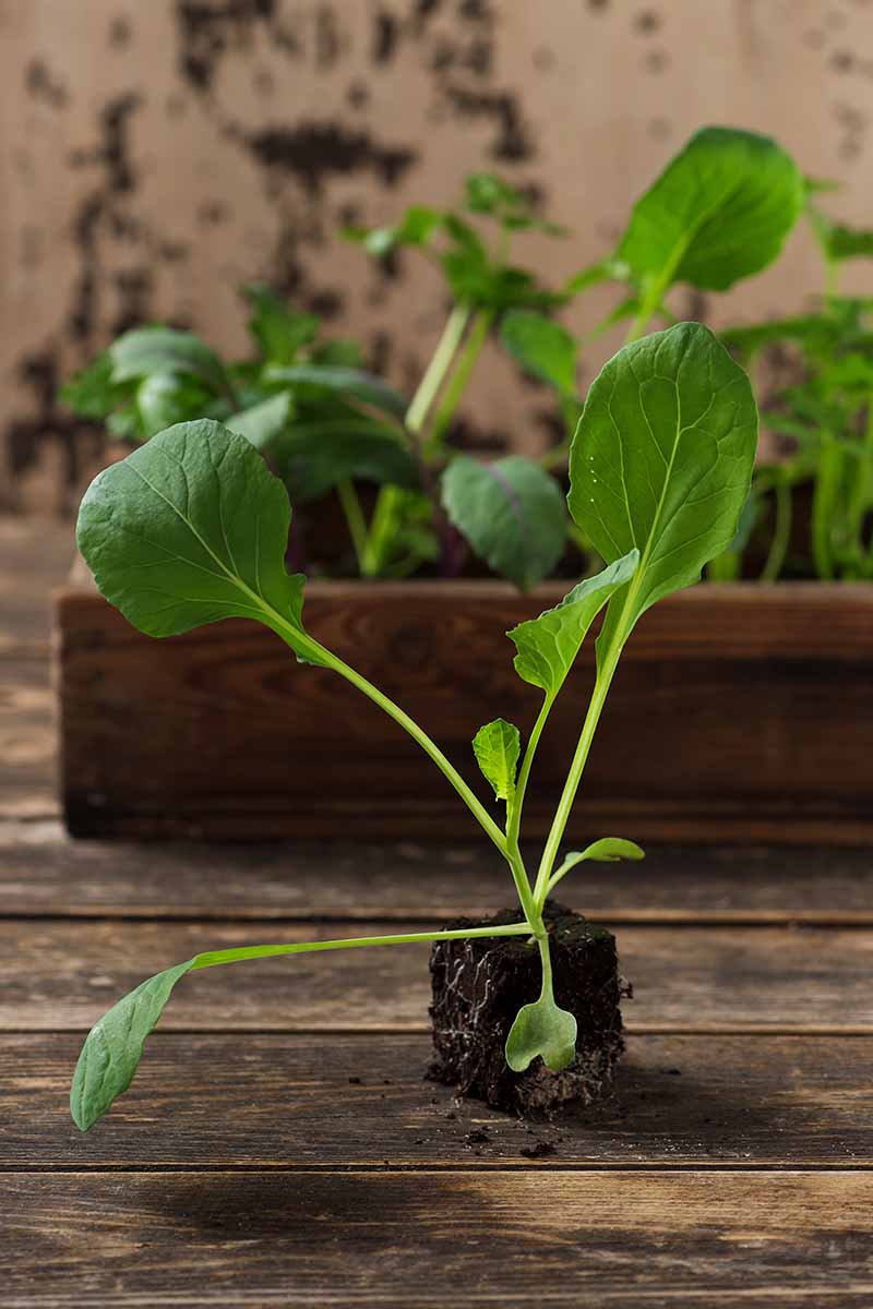 A vertical picture of a seedling removed from a starting tray and set on a wooden surface, showing the root ball and dark soil. In the background is a wooden container in soft focus.