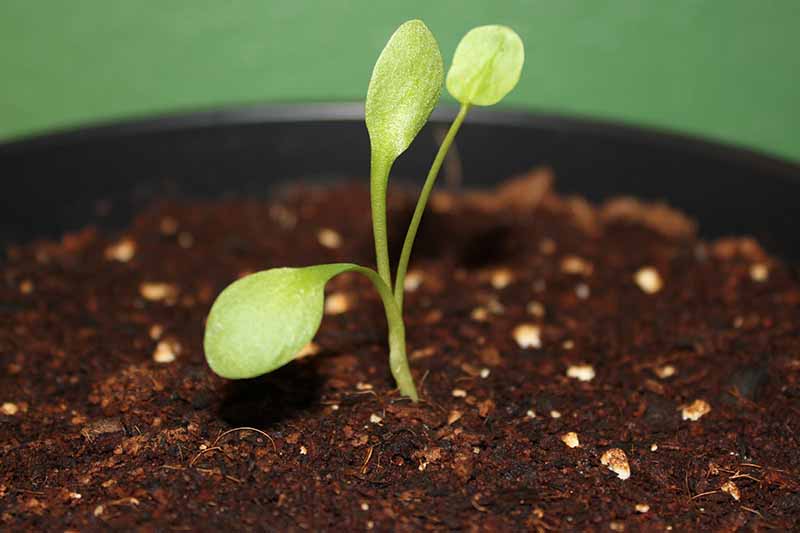 A close up of a small seedling growing in a black pot in rich dark soil on a green soft focus background.