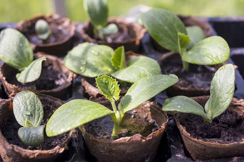 A close up of seedlings growing in small biodegradable pots with water droplets on the top of the soil and the leaves, fading to soft focus in the background.