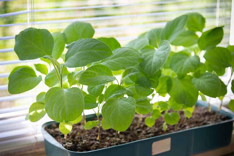 A close up of bright green seedlings growing in a rectangular container on a windowsill in bright filtered sunshine.