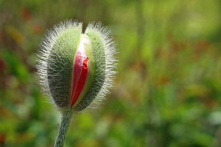 Have A Sensual Experience On World Naked Gardening Day Gardeners Path