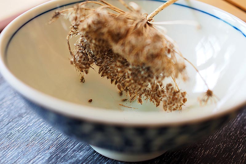 A close up of a carrot seedhead held over a blue and white ceramic bowl to shake off the dried seeds ready for saving.