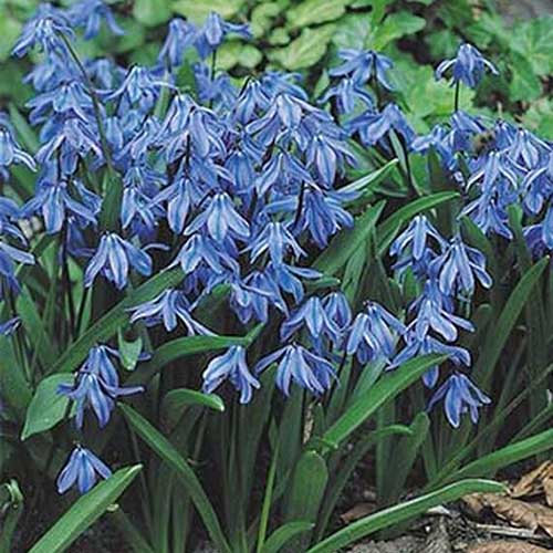 A close up of the nodding blue flowers of Siberian squill, growing in the garden.