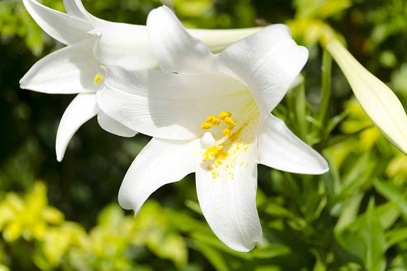 A close up of two white lily flowers with yellow pollen in the center, pictured in bright sunshine on a green soft focus background.