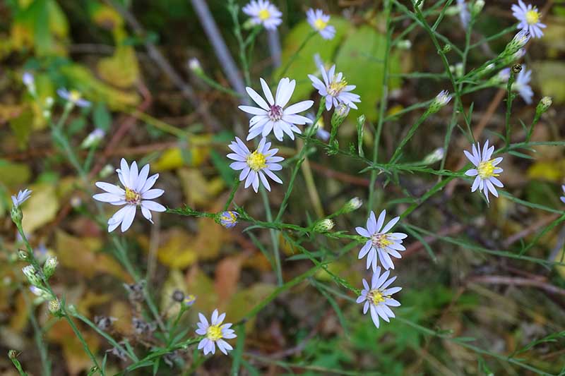 A close up of the small blue flowers of Symphyotrichum oolentangiense growing in the garden on a soft focus background.