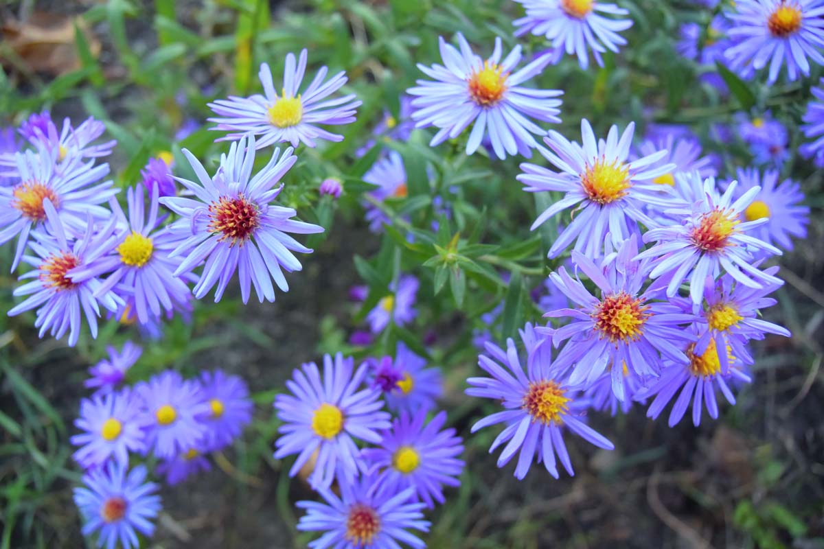 A close up of the bright blue flowers of Symphyotrichum oolentangiense growing in the garden.