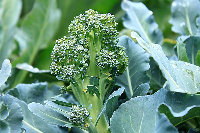 A close up of a small, immature broccoli head growing in the garden pictured amongst blue-green foliage fading to soft focus in the background.