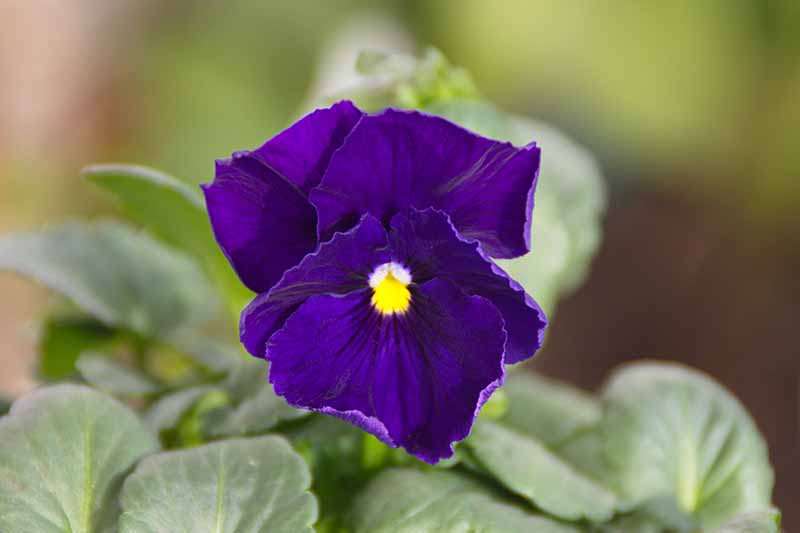A close up of a purple pansy flower with foliage in soft focus in the background.