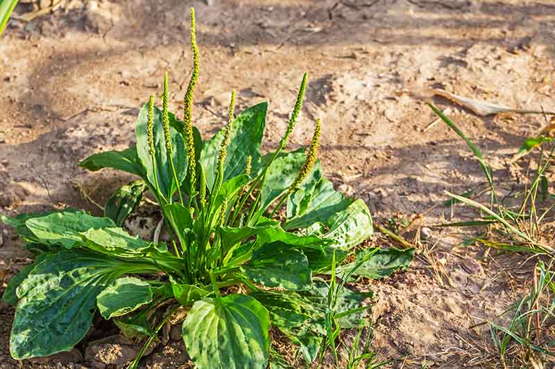 A close up of a small plantain plant growing in dry, bare soil pictured in light sunshine.