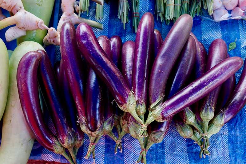 A close up top down picture of a collection of purple eggplants set on a blue checked cloth, with herbs in the background.