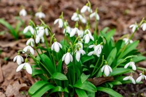 A close up of small white snowdrop flowers growing in the garden, with green foliage and a brown soft focus background.