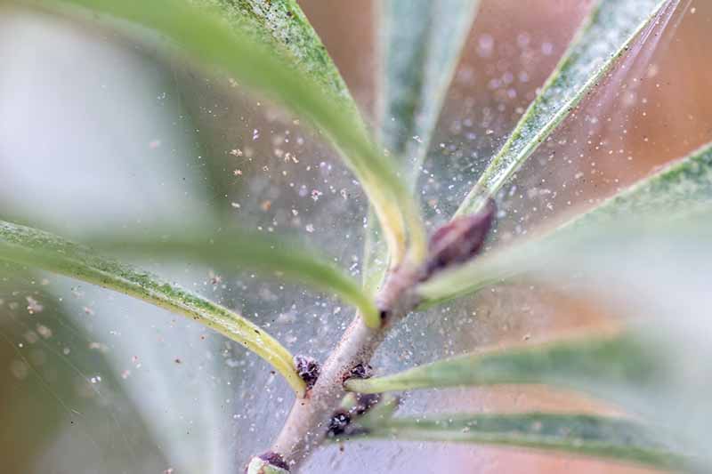 A close up of a plant infested with tiny spider mites, on a soft focus background.