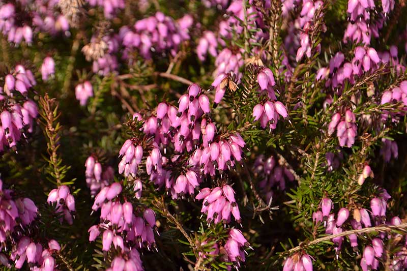 A close up of the pink flowers of spring heather growing in the garden, pictured in bright sunshine.