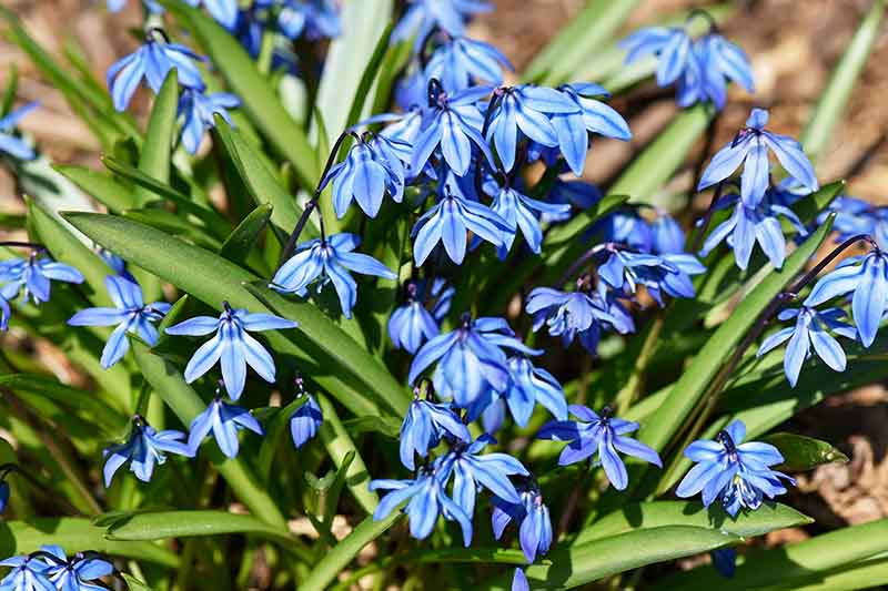 A close up of small blue Siberian squill flowers surrounded by green foliage, pictured in bright sunshine.