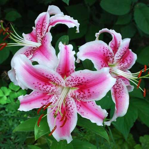 A close up of the 'Stargazer' lily with white and pink petals, pictured in the garden on a dark background.