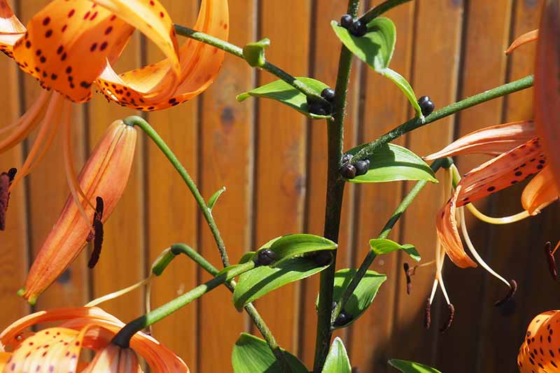 A close up of a stem of a lily plant showing the small bulbils growing at the joins of the branching stems. Orange flowers surround, and the background is a wooden fence in soft focus.