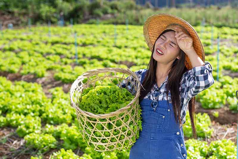 A woman wearing a straw hat is wiping her brow and holding a wicker basket filled with lettuce. In the background is a large field of lettuce in soft focus.