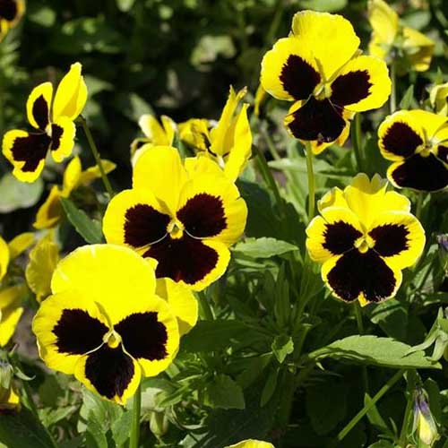 A close up of the yellow and dark purple flowers of the Swiss Giants 'Rhinegold' viola growing in the garden in bright sunshine with foliage in soft focus in the background.