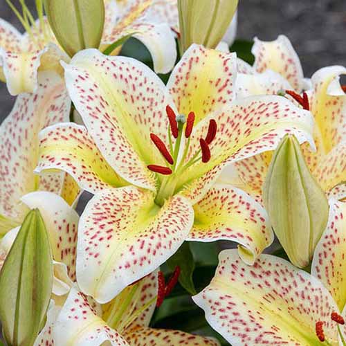 A close up of the 'Tiger Moon' lily flower, with yellow and cream petals flecked with light red spots, pictured in the garden.
