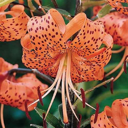 A close up of an orange flower with dark spots and curved petals from the 'Tigrinum Splendens' lily variety, growing in the garden, surrounded by green foliage on a soft focus background.