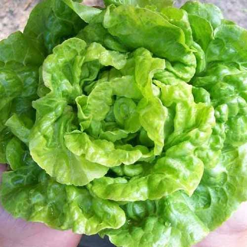 A close up top down picture of the 'Tom Thumb' lettuce variety with light green ruffled leaves, in bright sunshine on a soft focus background.