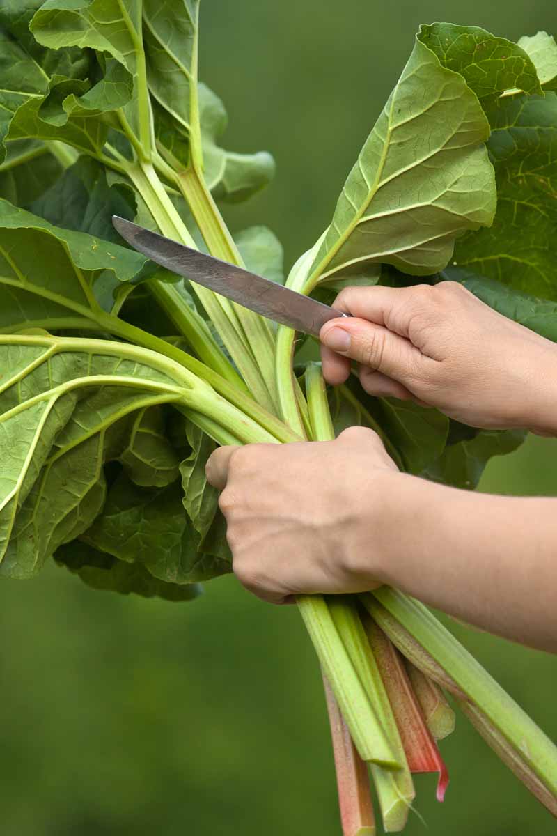 A close up vertical picture of a hand grasping a bunch of freshly harvested rhubarb stalks, and with the other hand, holding a knife to cut off the leafy green foliage, on a soft focus green background.