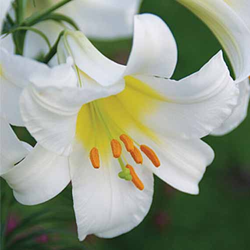 A close up of the trumpet lily flower 'Regale' with creamy white petals and a yellow throat pictured on a soft focus green background.