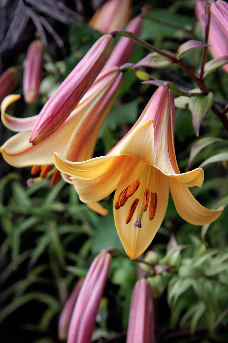 A vertical close up picture of lily flowers, bright yellow on the inside of the petals and light purple on the outside, contrasting with the dark green foliage in soft focus in the background.