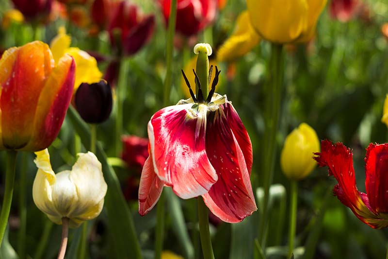A close up of a tulip flower dropping its tepals at the end of its bloom season, surrounded by other flowers in bright sunshine, fading to soft focus in the background.