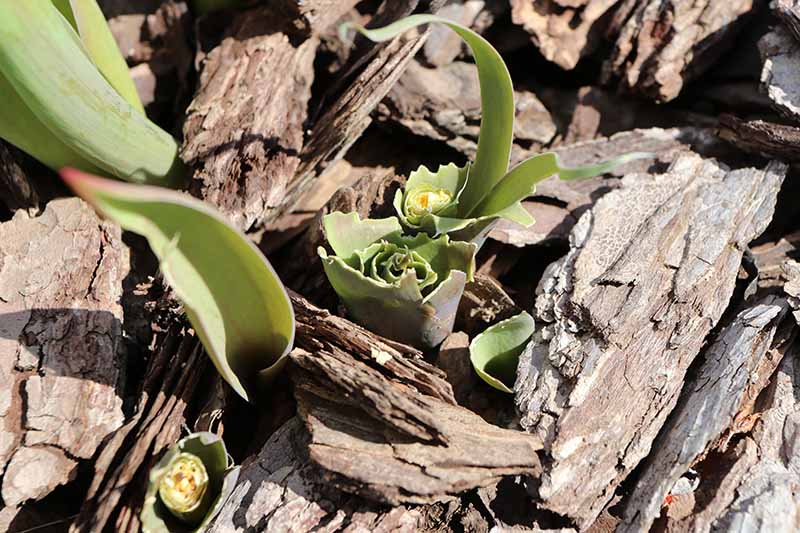 A top down close up picture of spring bulbs eaten by herbivores, the foliage cut down to the ground, surrounded by bark mulch, pictured in bright sunshine.