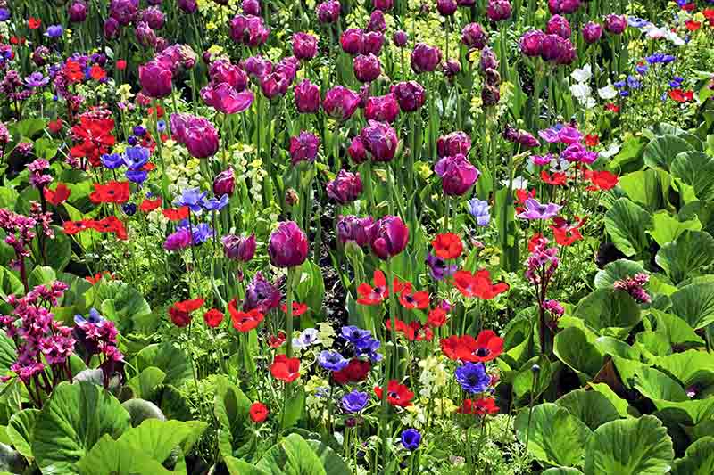 A mixed planting of various different spring flowers in various colors shown growing in the garden in bright sunshine fading to soft focus in the background.