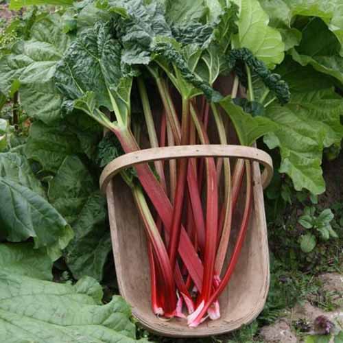 A close up of a wooden garden basket containing a fresh harvest of rhubarb stalks, in light red with dark green foliage still attached, set on the ground in the garden.