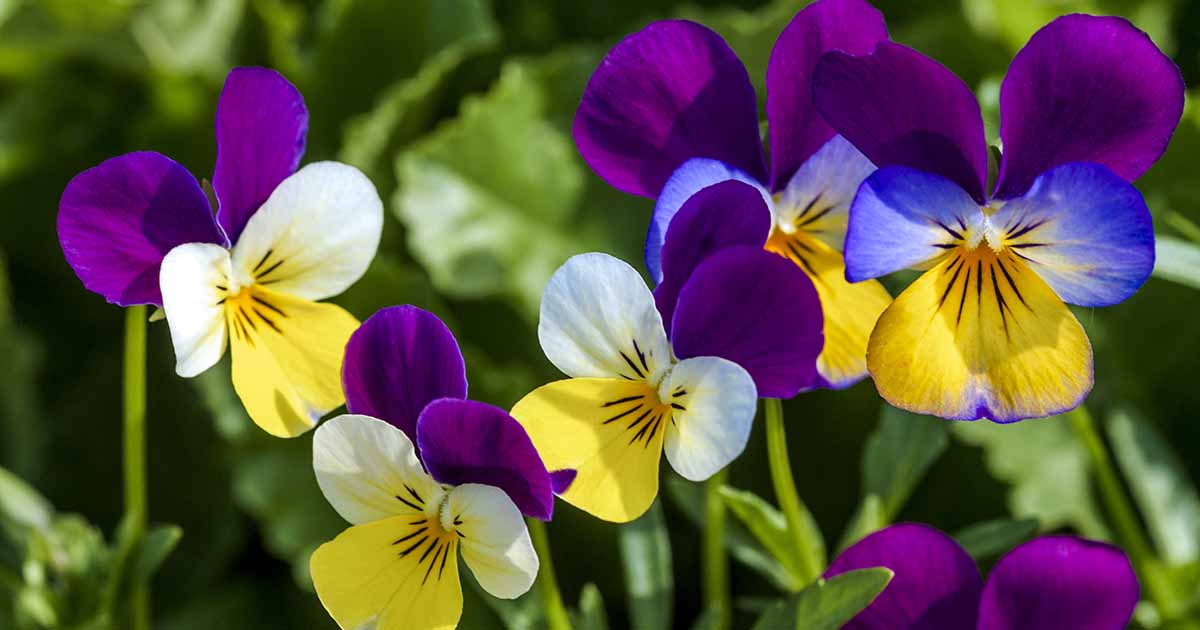 Violet-Varieties-FB.jpg