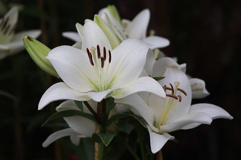 A close up of the beautiful white blooms of a lily flower on a soft focus dark background.