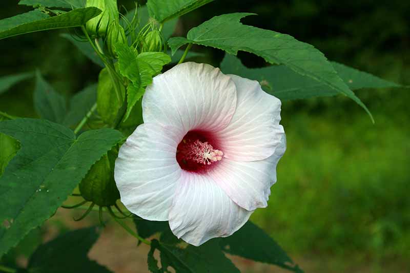 A close up of a white rose mallow flower growing in the garden surrounded by green foliage on a soft focus background.