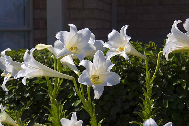A close up of white lilies growing in the garden in bright sunshine with a hedge in the background and a brick wall of a house in soft focus.