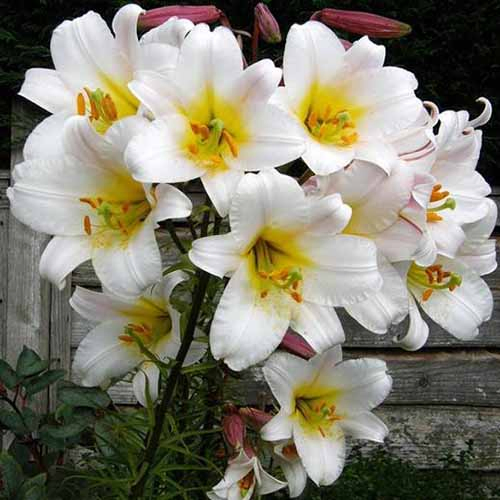 A close up of the white flowers with yellow center of the 'White Planet' variety of lily, pictured against a wooden fence.