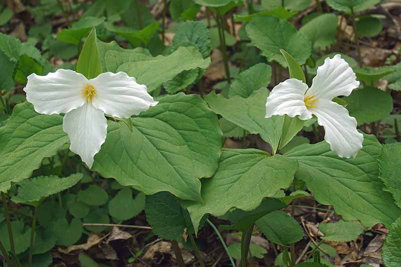 A close up of trillium growing in the garden with small white flowers and large green leaves.