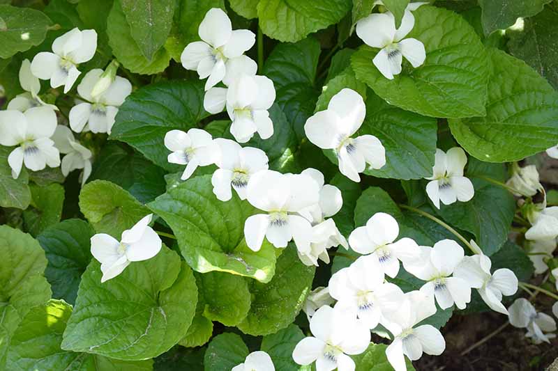 A close up of small white viola flowers with large green leaves in light filtered sunshine.