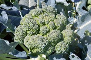 Why Does My Broccoli Have Loose, Bitter Heads?