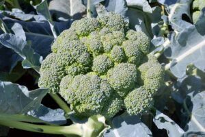 A close up of a head of broccoli with the florets starting to separate a little bit, surrounded by large, bluish green leaves, pictured in bright sunshine.