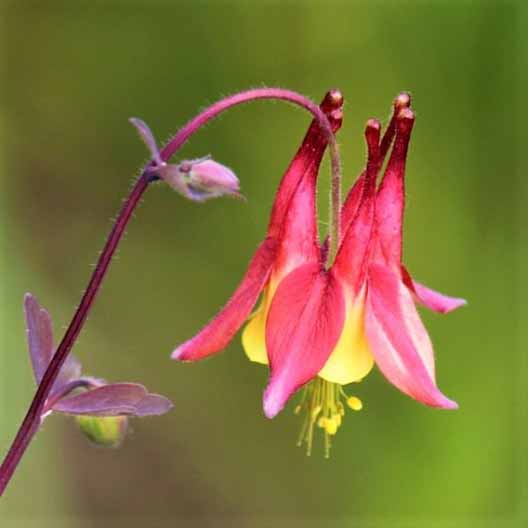A close up of wild columbine in bloom, pictured on a soft focus background.