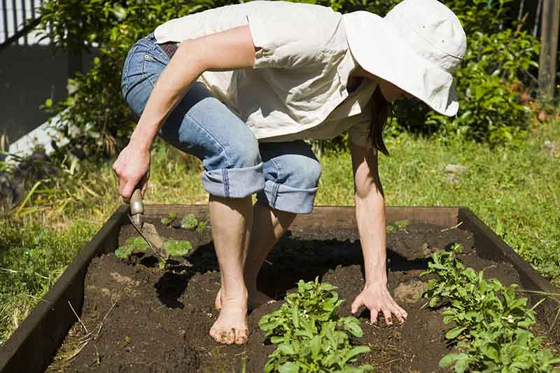 A close up of a woman digging the soil in a raised garden bed, wearing a hat, in bright sunshine.