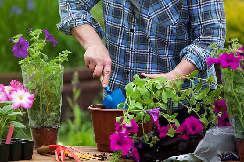 A close up of a man potting up flowers in the garden wearing a checked shirt pictured on a soft focus background.