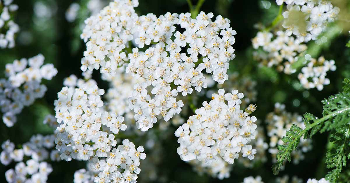 The Uses And Benefits Of Yarrow Gardener S Path