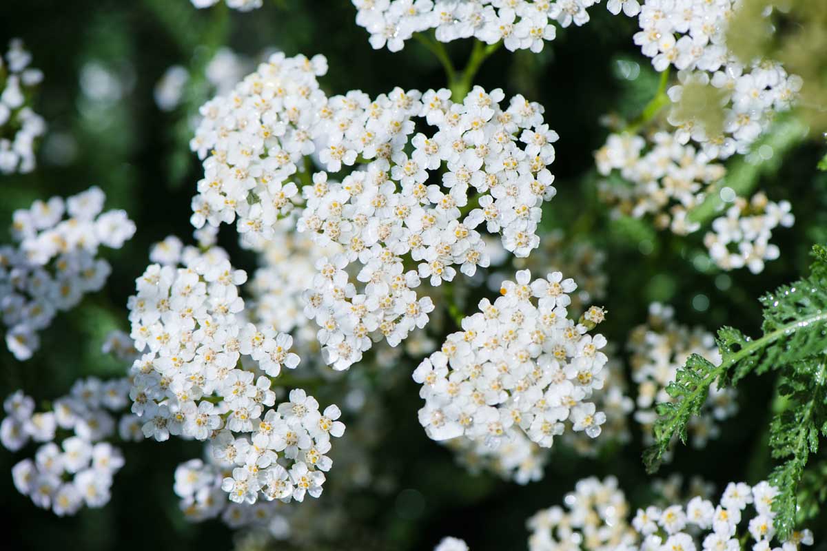 A close up of the white flowers of the common yarrow growing in the garden on a soft focus background.