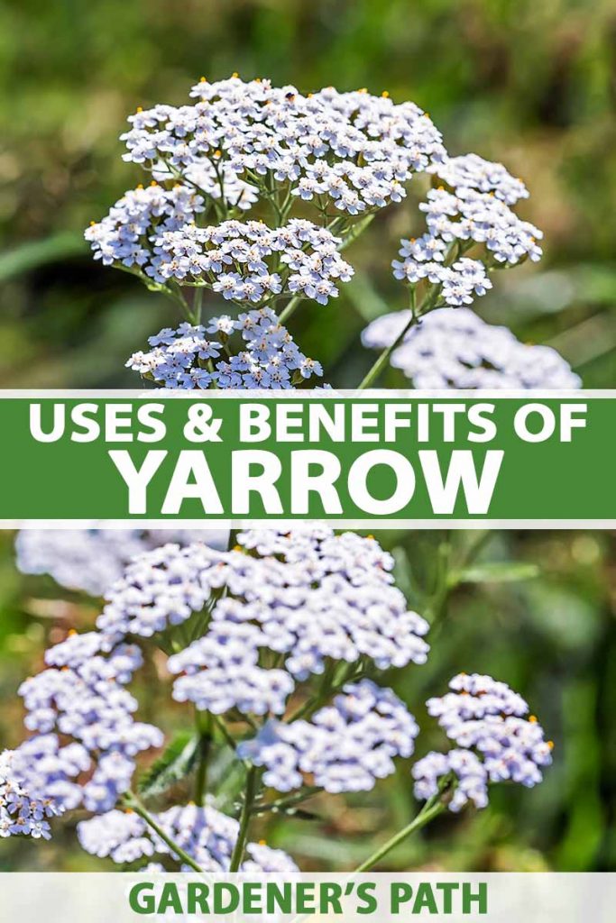 A vertical picture of a yarrow plant with white flowers growing in the garden in bright sunshine on a soft focus background. To the center and bottom of the frame is green and white text.