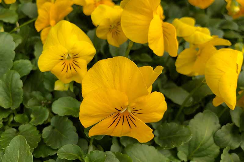 A close up of bright yellow native violets growing in the garden with green foliage in soft focus in the background.