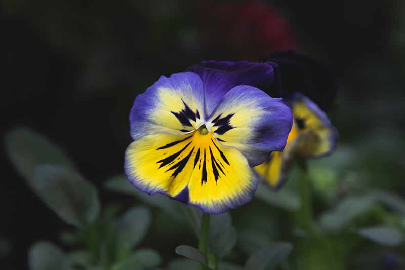 A close up of a yellow and blue bicolored viola pictured on a soft focus dark background.