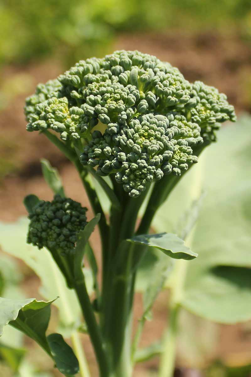 A vertical picture of a small, immature broccoli head shown in bright sunshine with foliage in soft focus in the background.